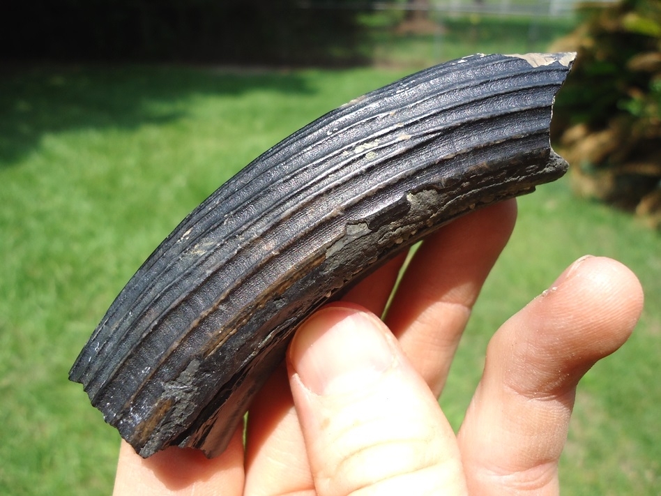 Large image 2 Large Section of Giant Beaver Incisor