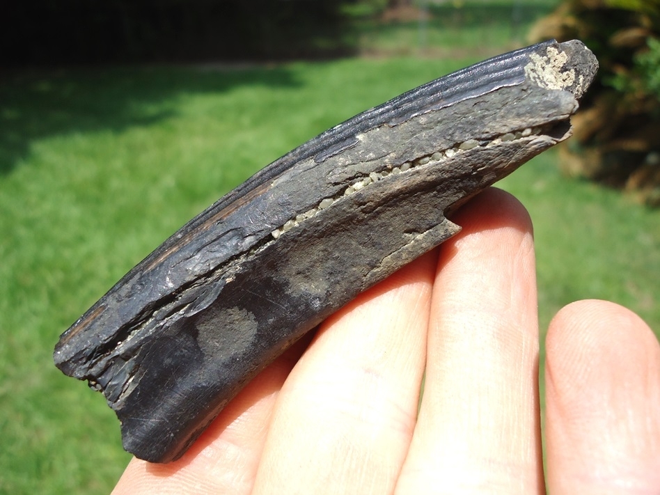 Large image 3 Large Section of Giant Beaver Incisor