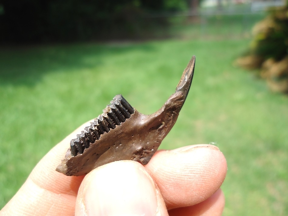 Large image 3 Nice Muskrat Mandible