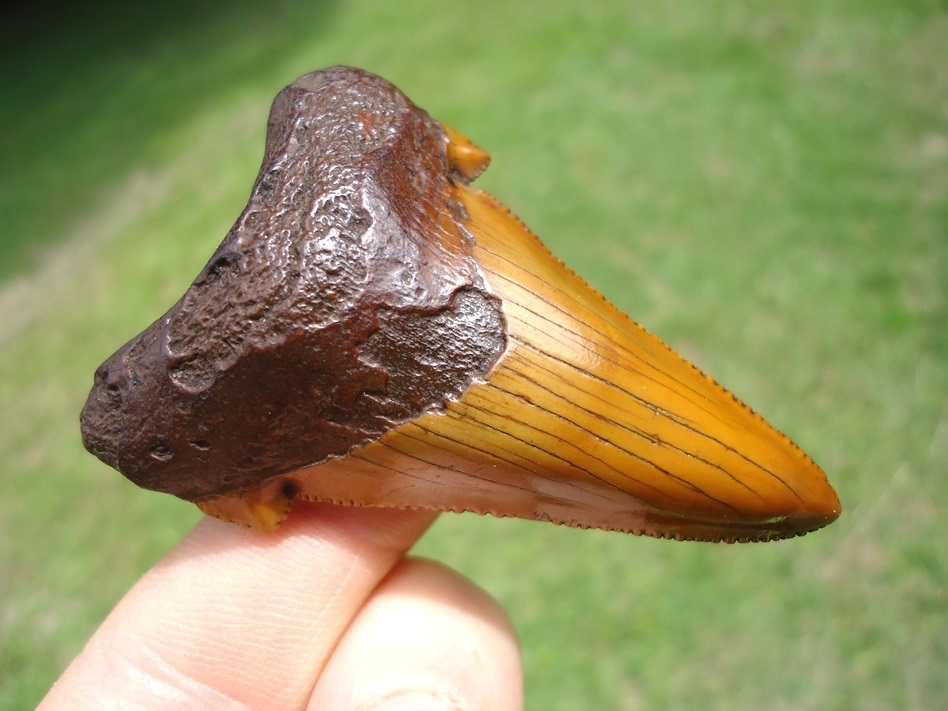 Large image 3 Atomic Orange Suwannee River Auriculatus Tooth