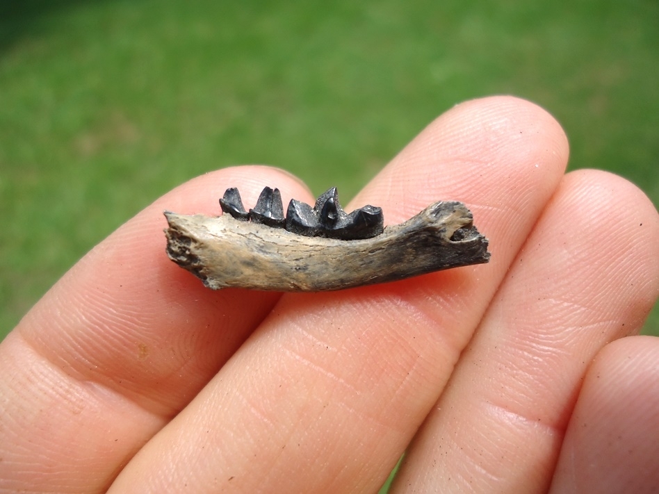 Large image 1 Rare Spotted Skunk Mandible with Three Teeth