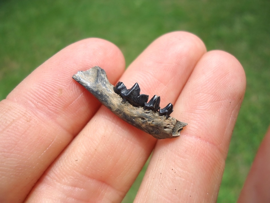 Large image 3 Rare Spotted Skunk Mandible with Three Teeth