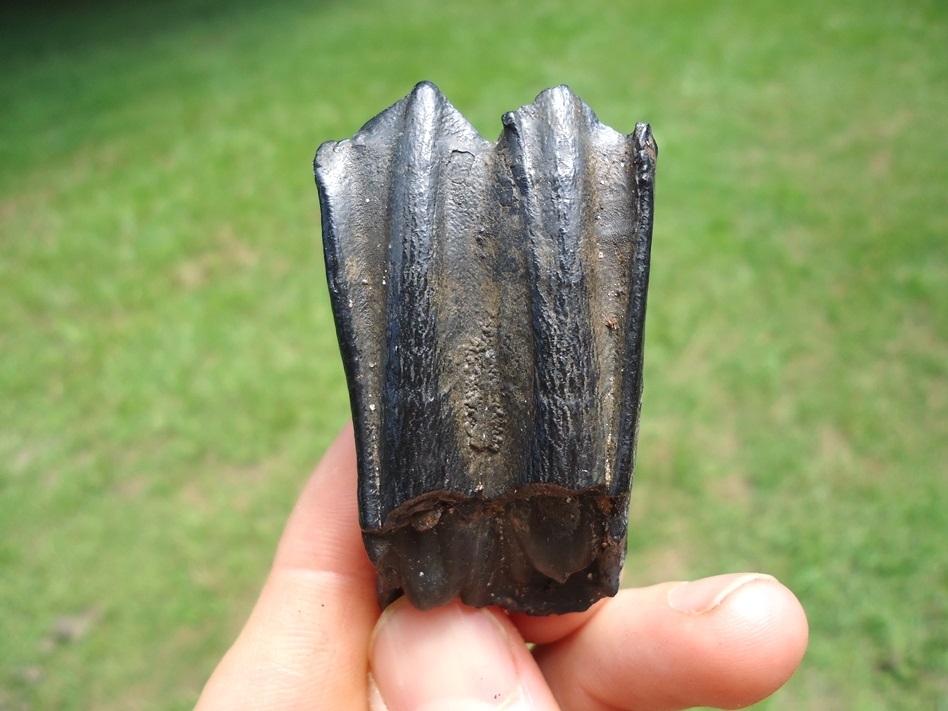 Large image 1 Choice Bison Molar