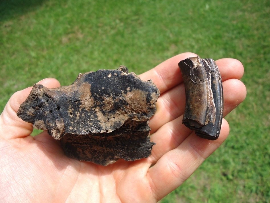 Large image 6 Uncommon Section of Giant Beaver Mandible with One Molar