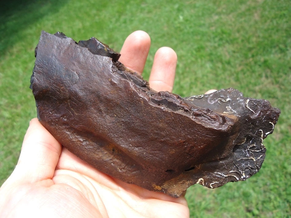 Large image 3 Incredible Giant Armadillo Mandible