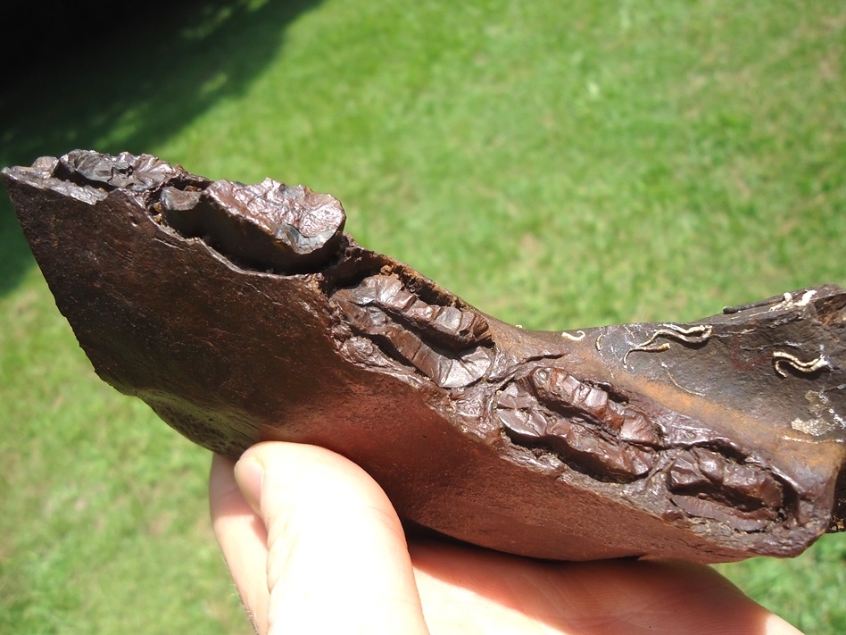 Large image 6 Incredible Giant Armadillo Mandible