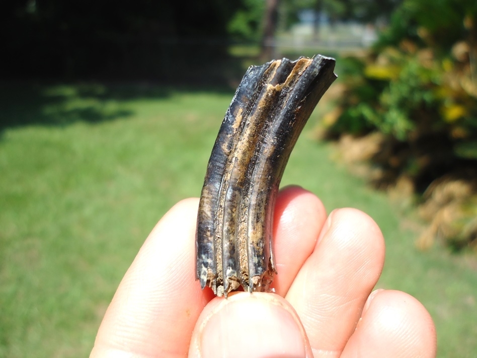 Large image 1 High Quality Giant Beaver Molar