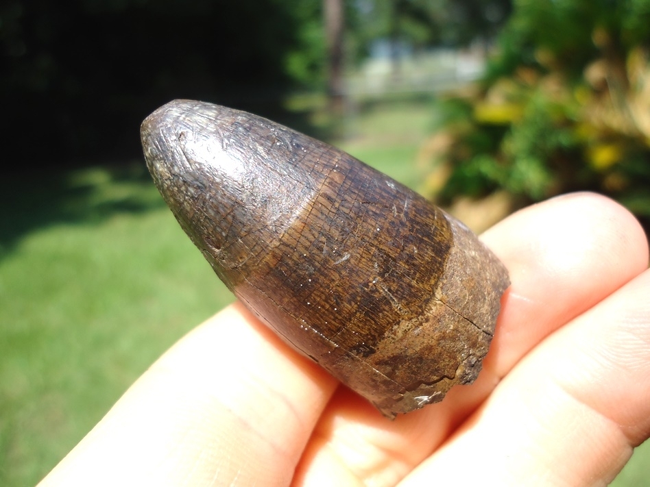 Large image 3 Massive 1.71' Alligator Tooth