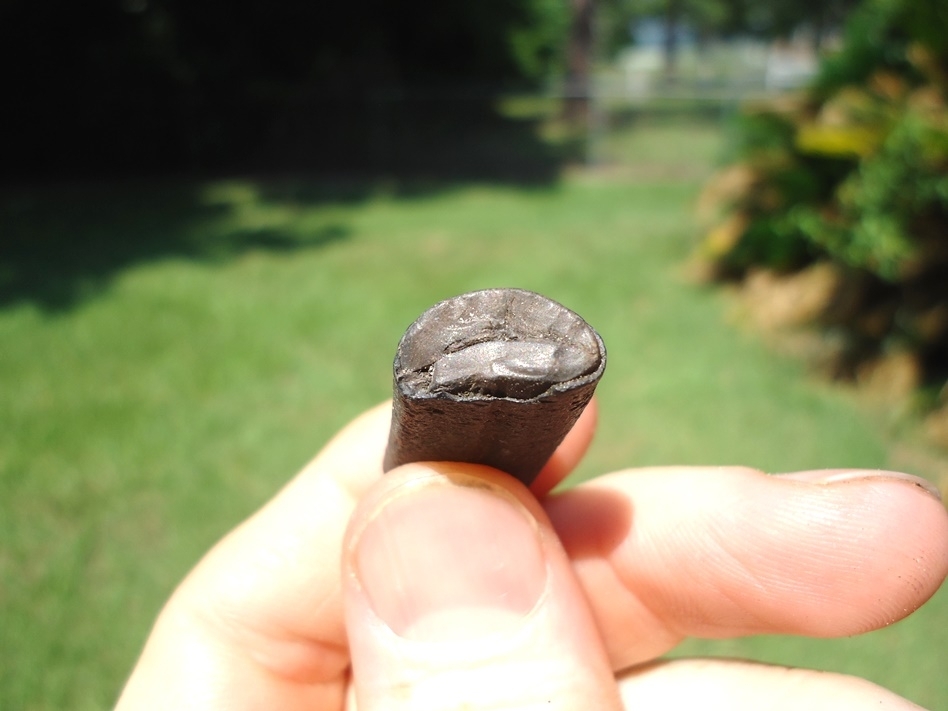 Large image 2 Uncommon Giant Armadillo Tooth