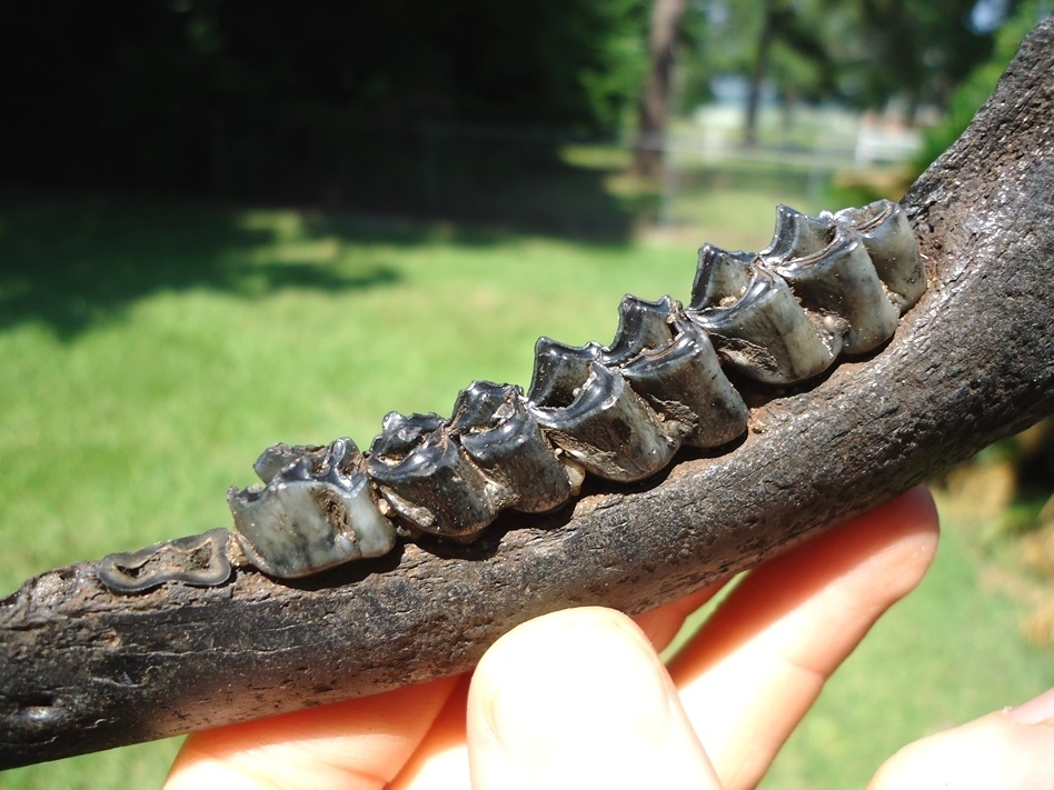 Large image 2 Choice Deer Mandible