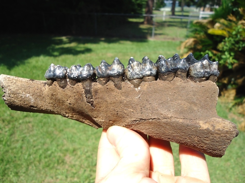 Large image 2 Museum Quality Tapir Maxilla with Six Teeth