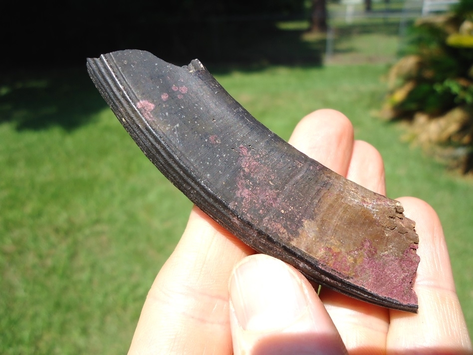 Large image 2 Large Section of Giant Beaver Incisor