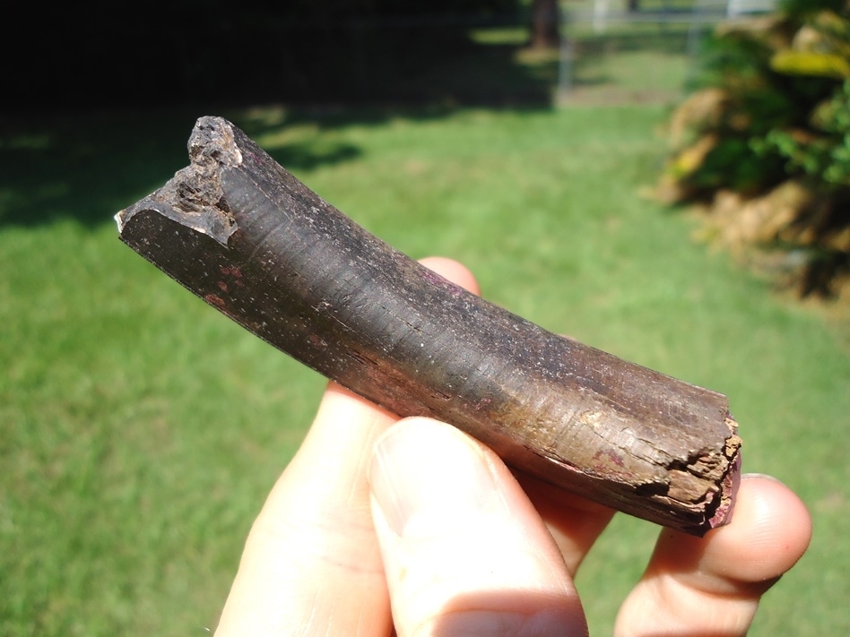 Large image 3 Large Section of Giant Beaver Incisor