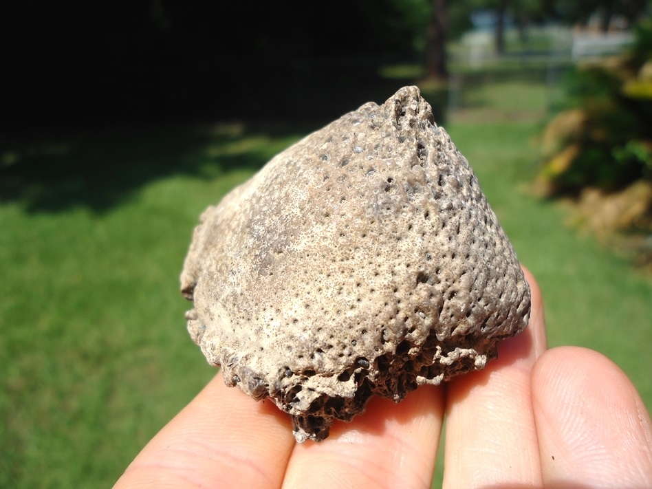 Large image 1 Awesome Glyptodon Spike Scute