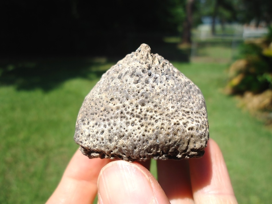 Large image 2 Awesome Glyptodon Spike Scute