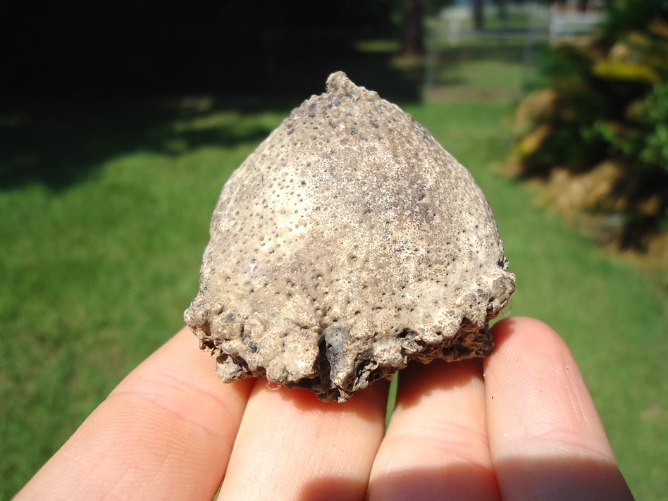 Large image 4 Awesome Glyptodon Spike Scute