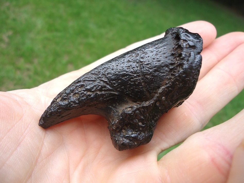 Large image 5 Gorgeous Glossy Black Sloth Claw Core