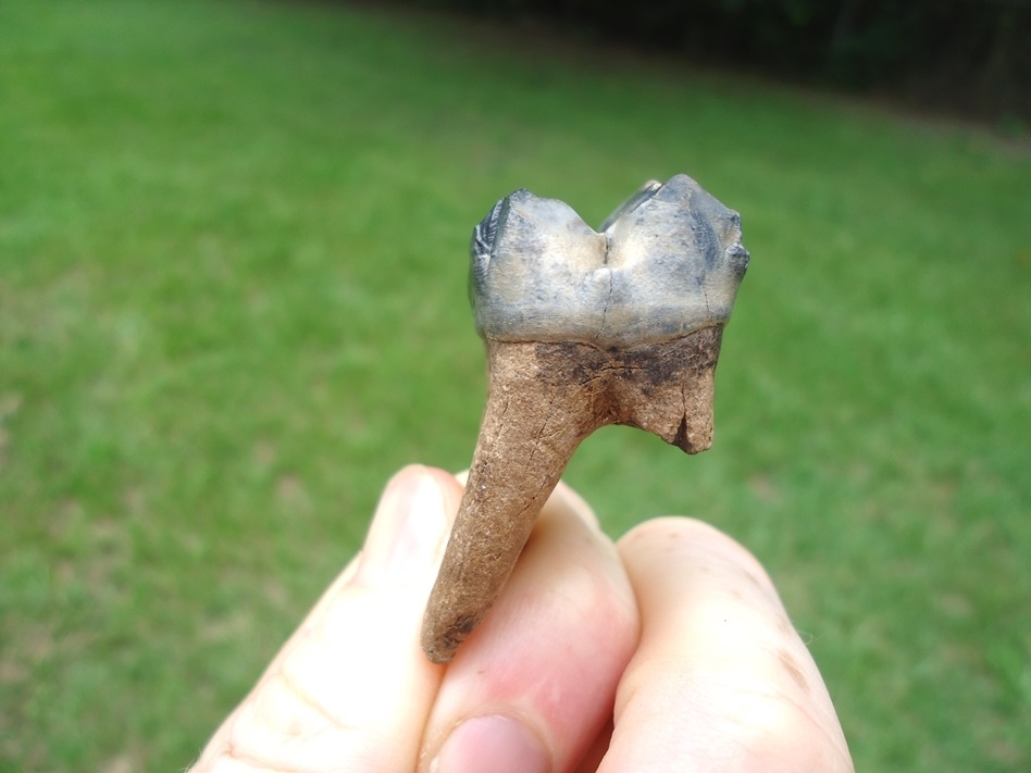 Large image 1 Rooted Tapir Molar