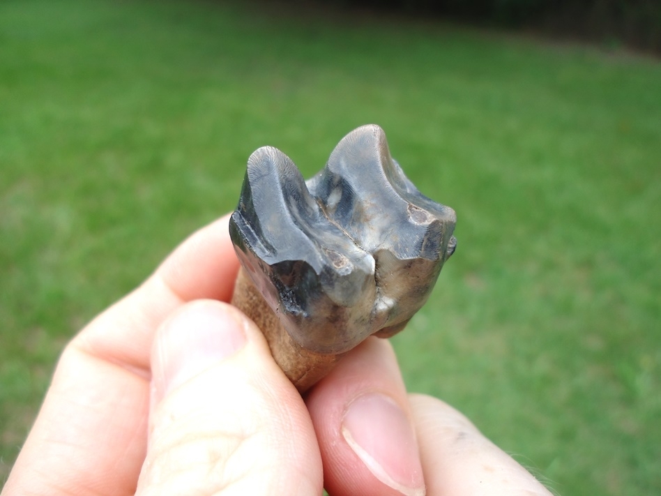 Large image 2 Rooted Tapir Molar