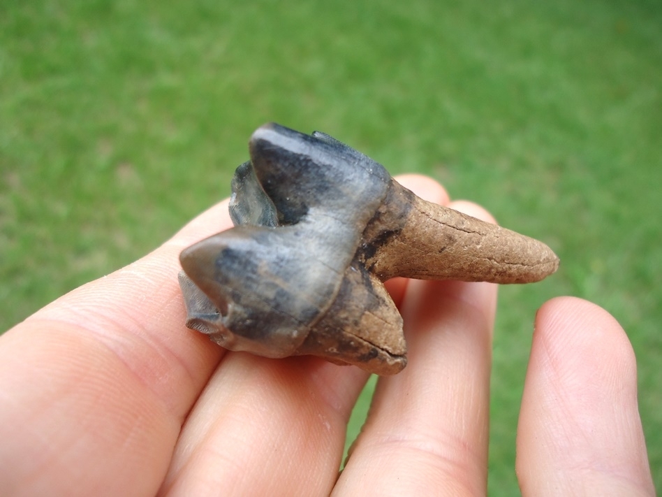 Large image 3 Rooted Tapir Molar