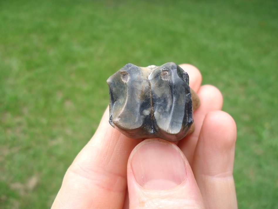 Large image 4 Rooted Tapir Molar