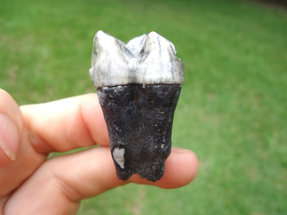 Large image 1 Colorful Rooted Tapir Upper Molar