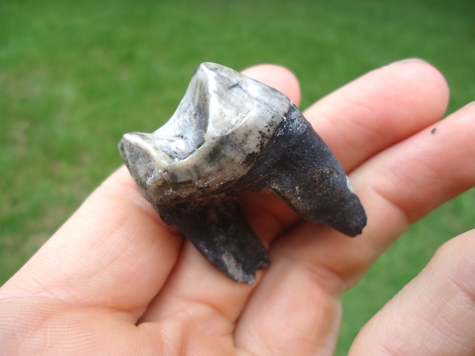 Large image 3 Colorful Rooted Tapir Upper Molar
