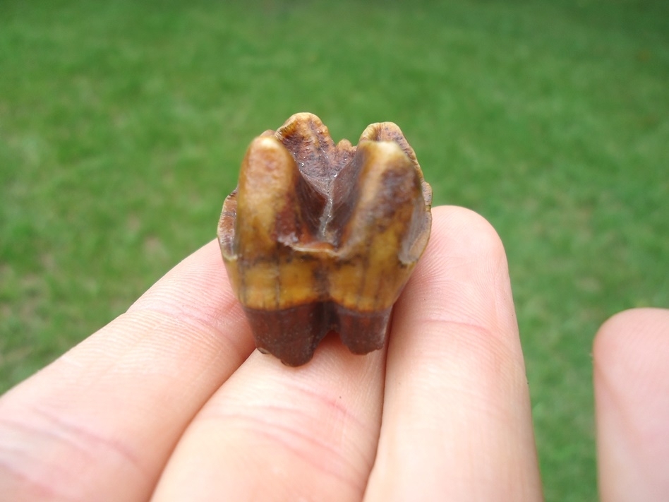 Large image 1 Fiery Orange Tapir Molar