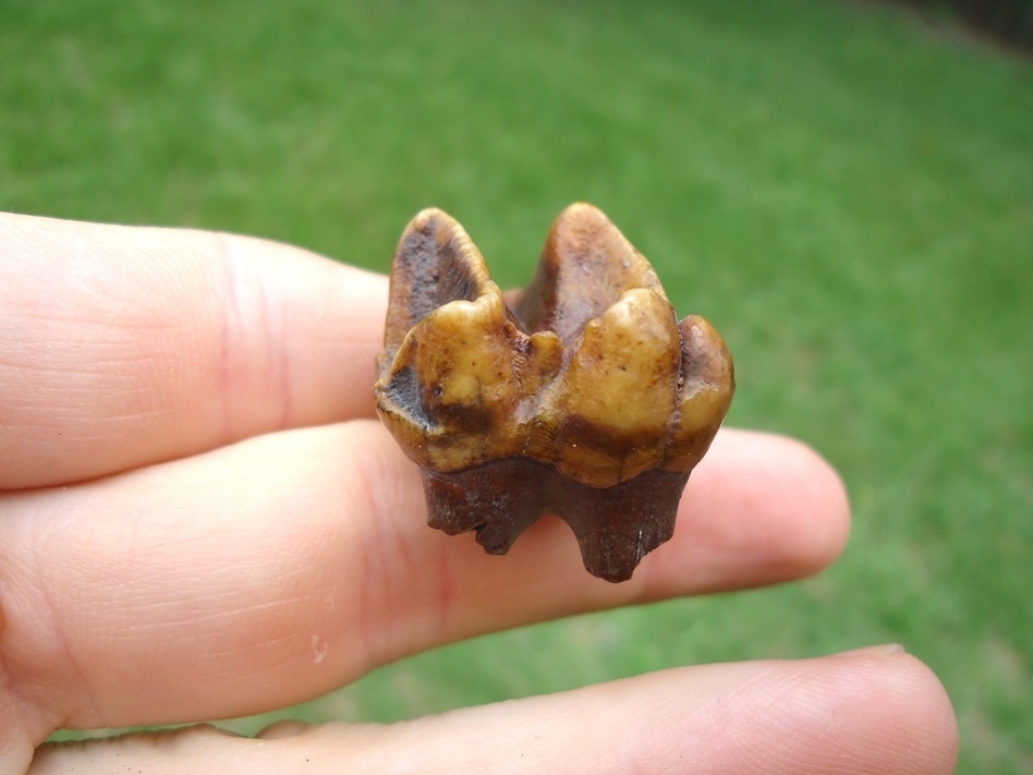 Large image 3 Fiery Orange Tapir Molar