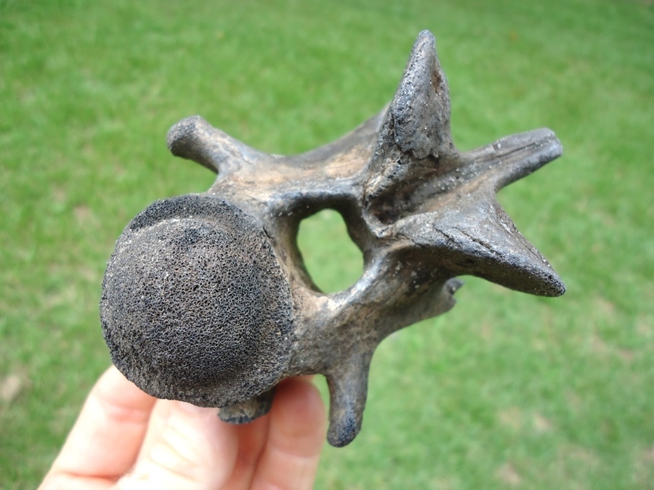 Large image 1 Excellent Large Alligator Vertebra