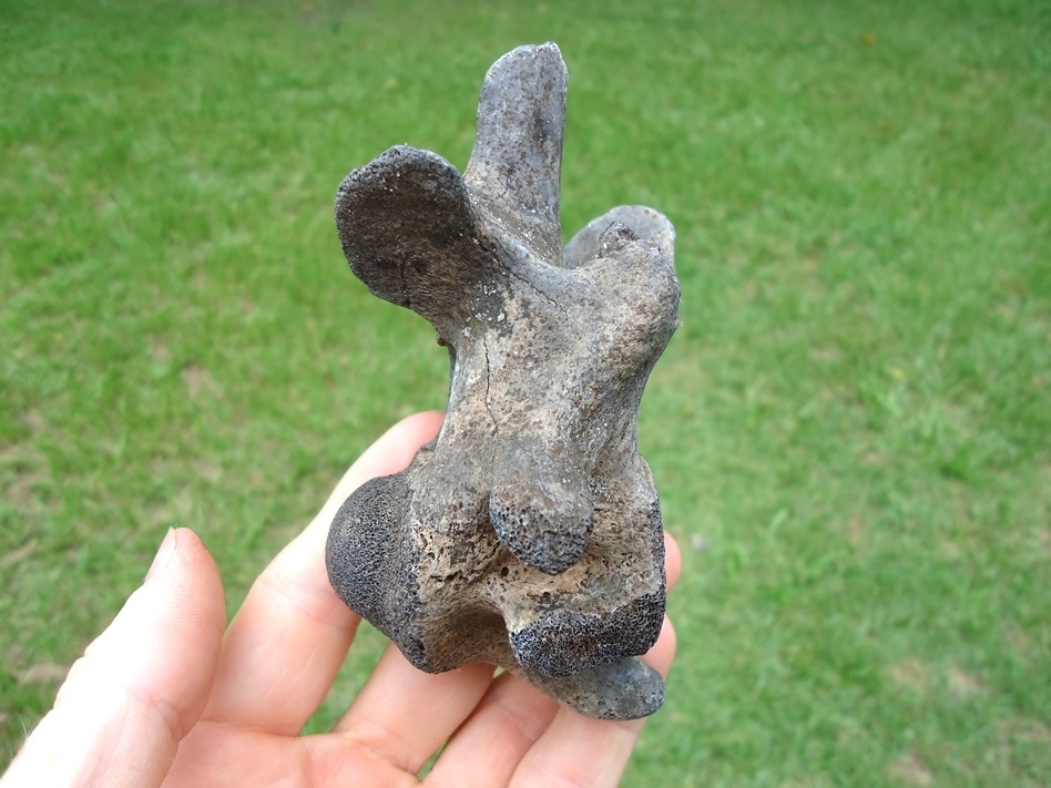 Large image 2 Excellent Large Alligator Vertebra