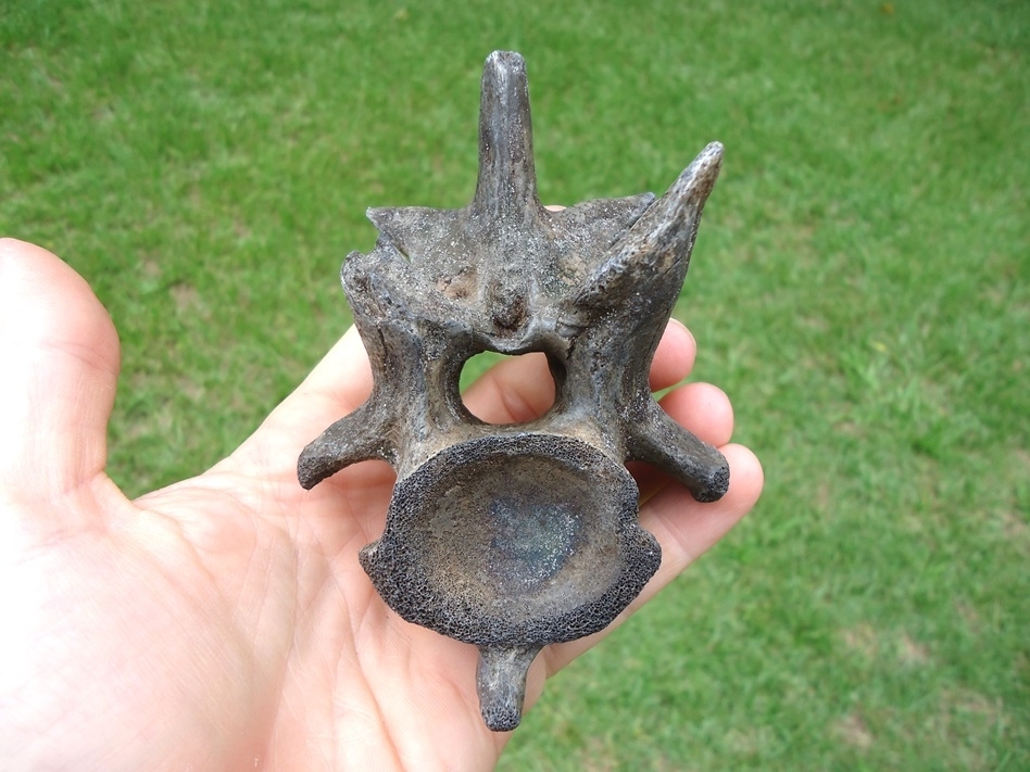 Large image 3 Excellent Large Alligator Vertebra