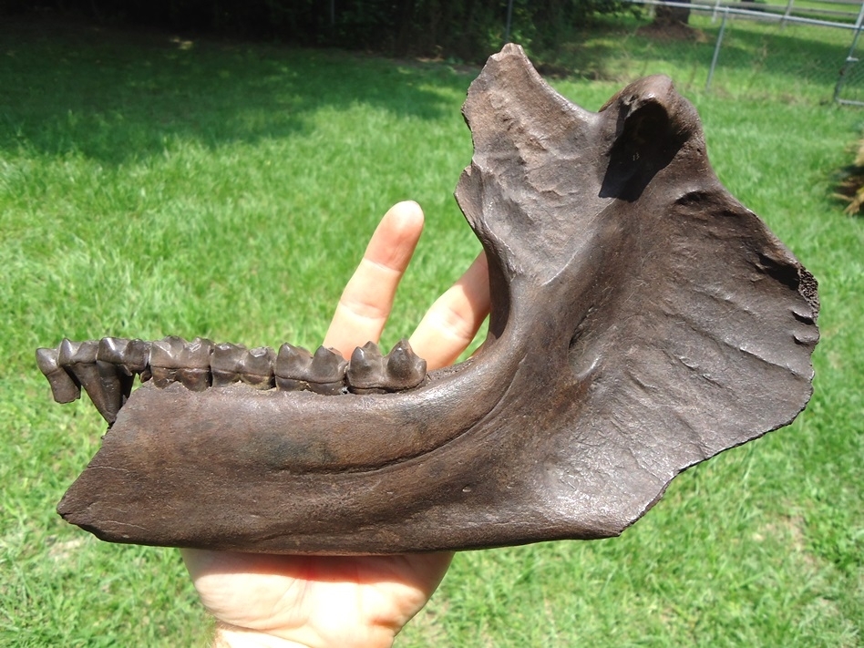 Large image 1 Incredible Tapir Mandible