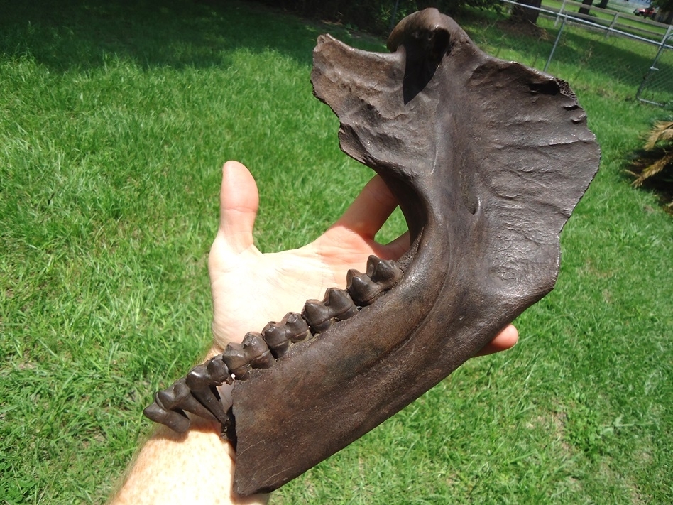 Large image 2 Incredible Tapir Mandible