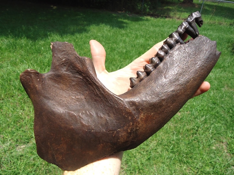 Large image 3 Incredible Tapir Mandible