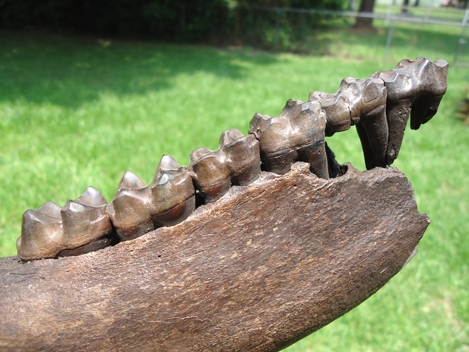 Large image 4 Incredible Tapir Mandible