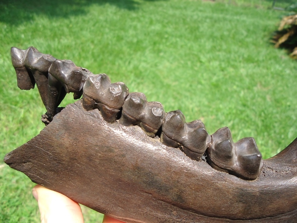 Large image 5 Incredible Tapir Mandible