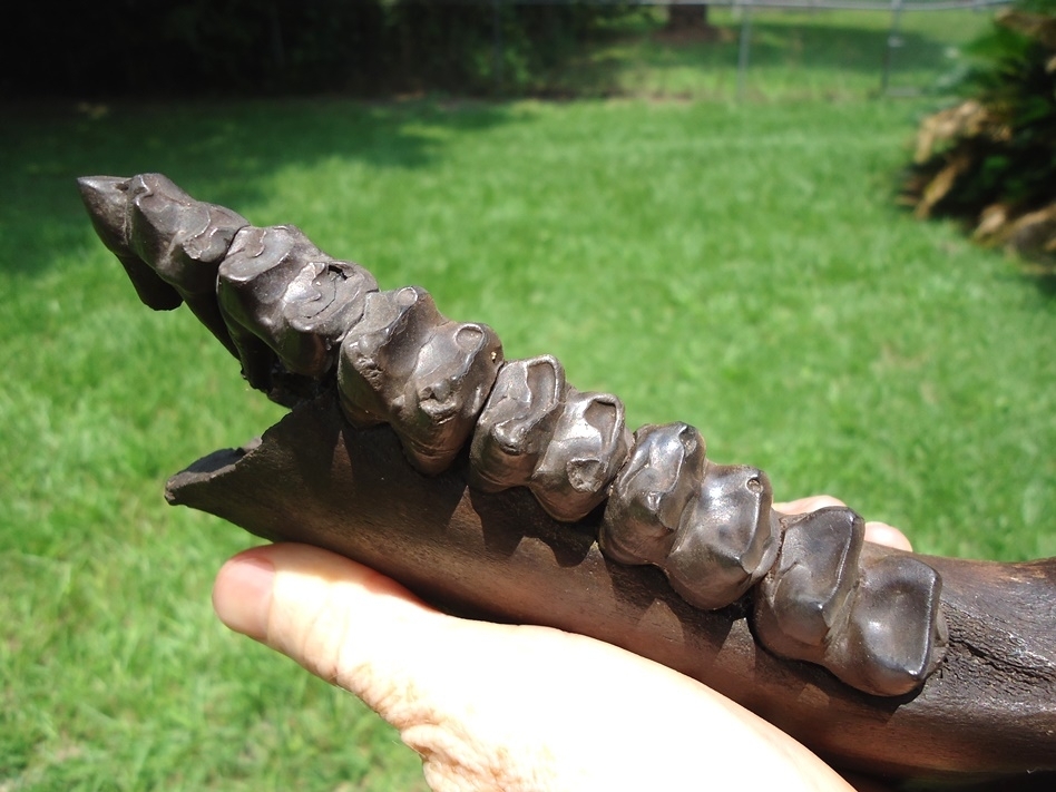 Large image 6 Incredible Tapir Mandible