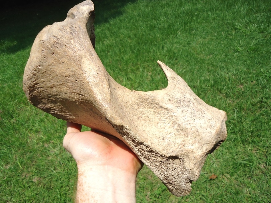 Large image 1 Very Rare Megalonyx Sloth Tibia