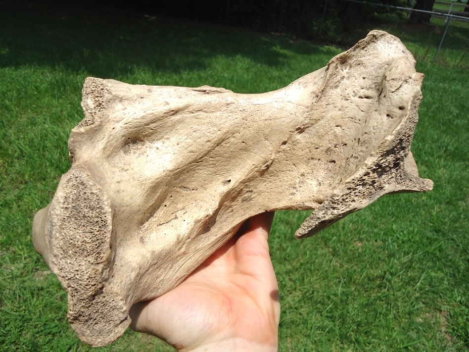 Large image 4 Very Rare Megalonyx Sloth Tibia