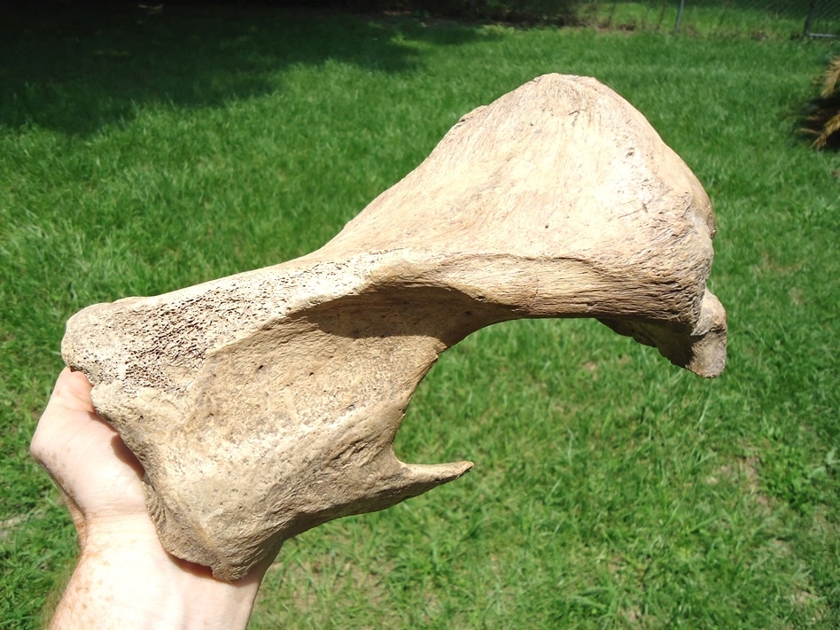 Large image 6 Very Rare Megalonyx Sloth Tibia