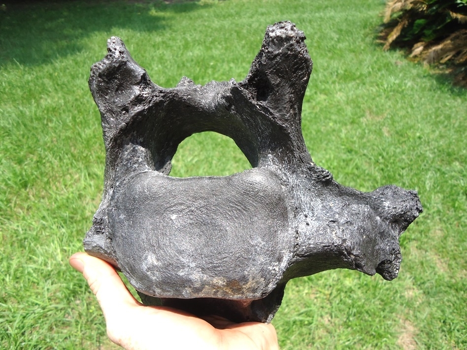 Large image 1 Beyond Rare Giant Ground Sloth Vertebra