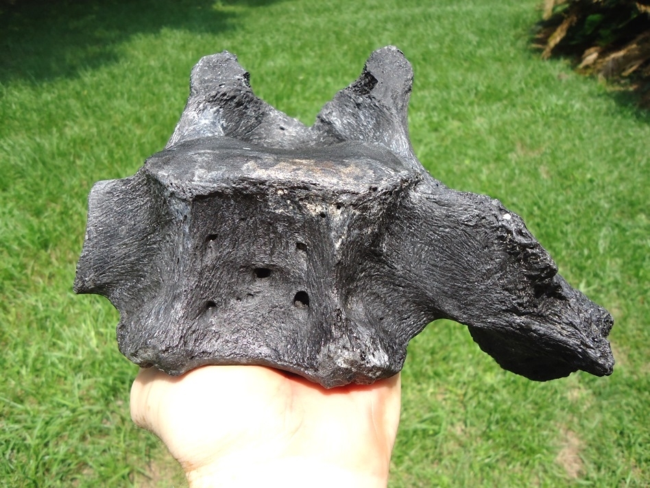 Large image 2 Beyond Rare Giant Ground Sloth Vertebra