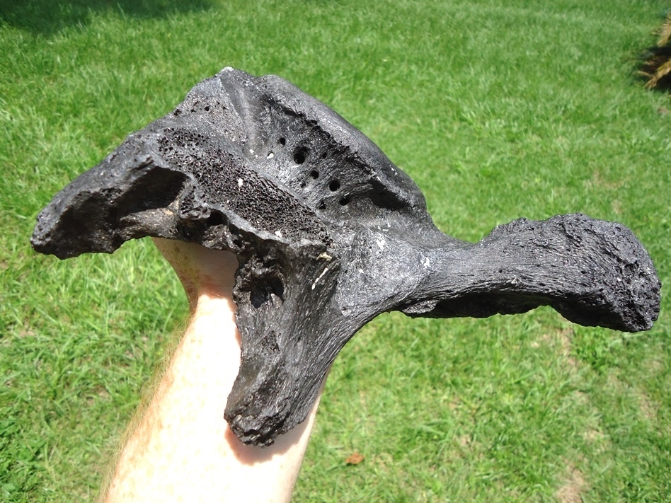 Large image 3 Beyond Rare Giant Ground Sloth Vertebra