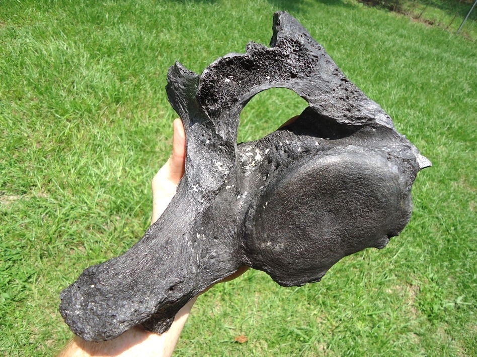 Large image 4 Beyond Rare Giant Ground Sloth Vertebra