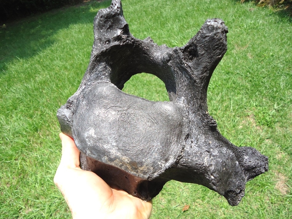 Large image 6 Beyond Rare Giant Ground Sloth Vertebra