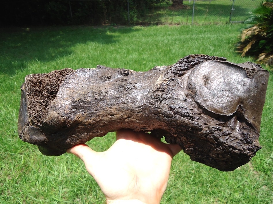 Large image 1 Monstrous Giant Ground Sloth Metacarpal from Leisey