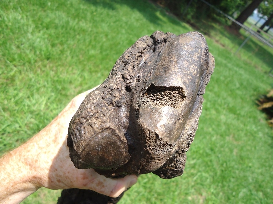 Large image 4 Monstrous Giant Ground Sloth Metacarpal from Leisey