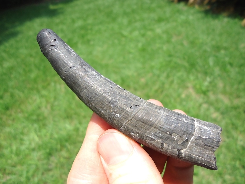 Large image 1 Quality Sperm Whale Tooth