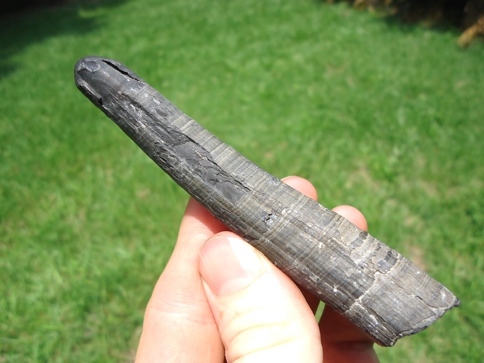 Large image 2 Quality Sperm Whale Tooth